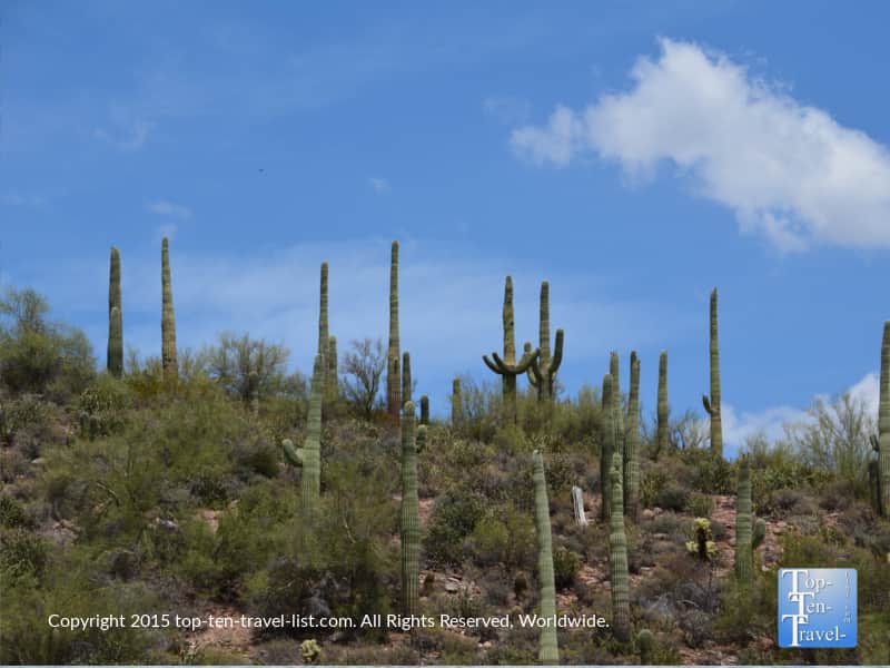 Cacti lining the shores of Saguaro Lake  in Phoenix, Arizona 