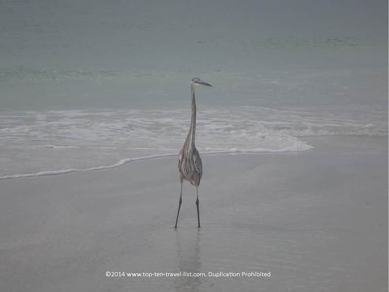 Shorebird in Anna Maria Island