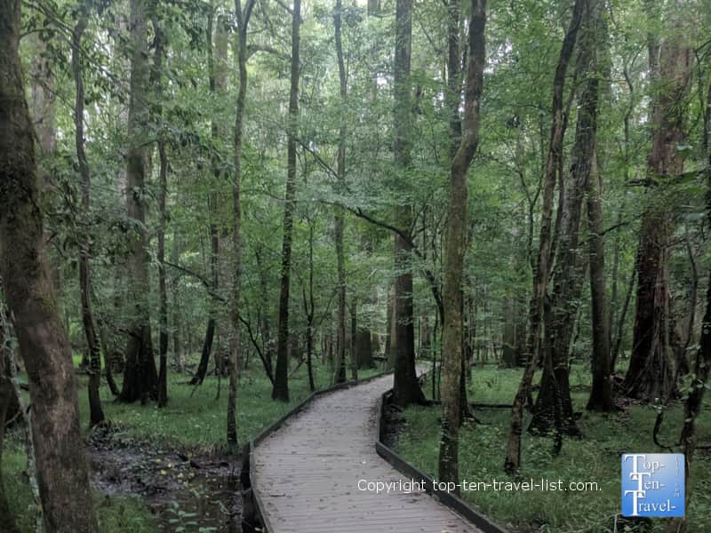 Beautiful hike through giant trees at Congaree National Park in South Carolina 