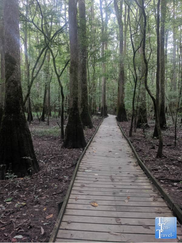 Boardwalk nature trail at Congaree National Park in South Carolina 