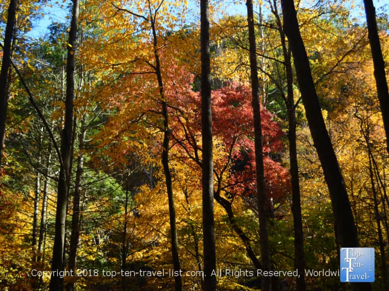 Bright fall foliage along the Catawba Falls trail in Western North Carolina