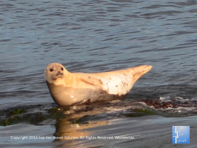 Sea lion at La Jolla Cove beach in San Diego, California