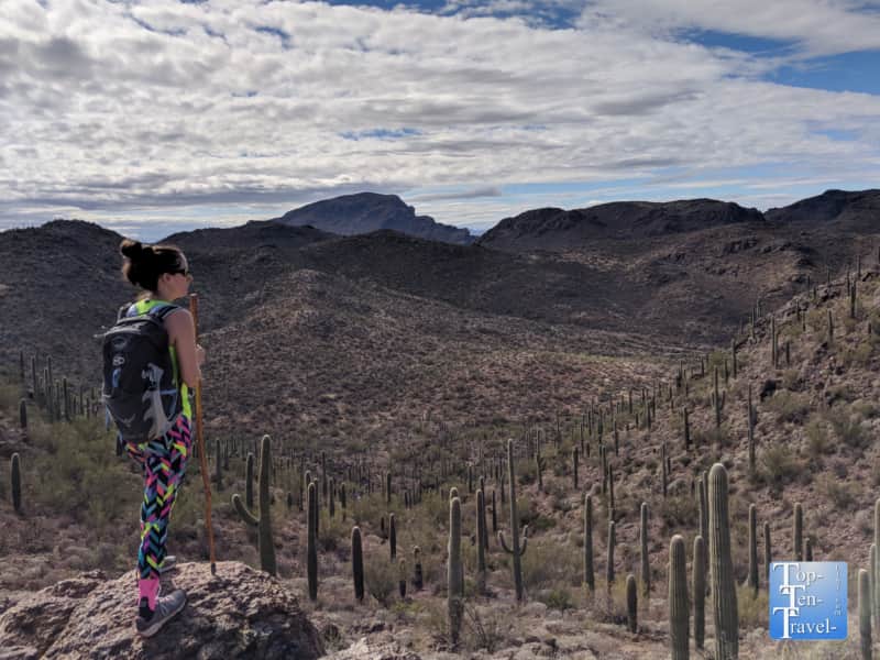 Endless cacti along the Bowen Hidden Canyon trail in Tucson, Arizona