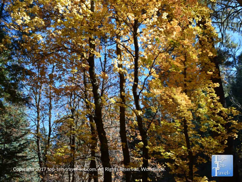 Fall leaf peeping along the Aspen Draw trail in Mt Lemmon near Tucson, Arizona