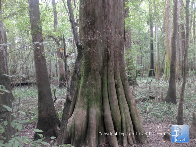 "Redwoods East" Congaree National in South Carolina