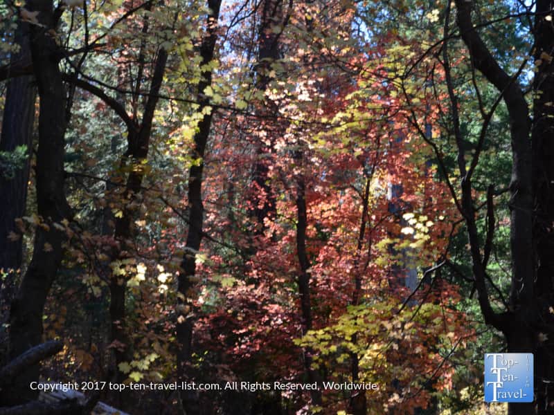 Pretty fall foliage at Mt Lemmon near Tucson, Arizona