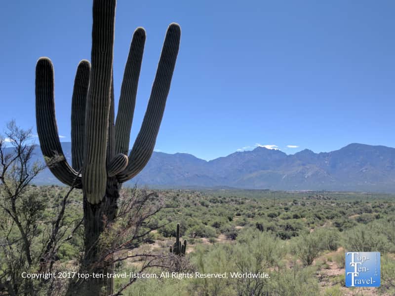 Saguaro cactus along the Honeybee Canyon trail in Tucson, Arizona