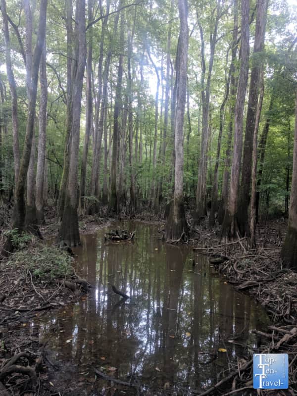 Swampy scenery at Congaree National Park in South Carolina 