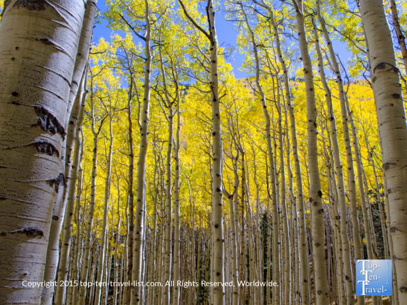 Amazing fall foliage along the Inner Basin trail in Flagstaff, Arizona
