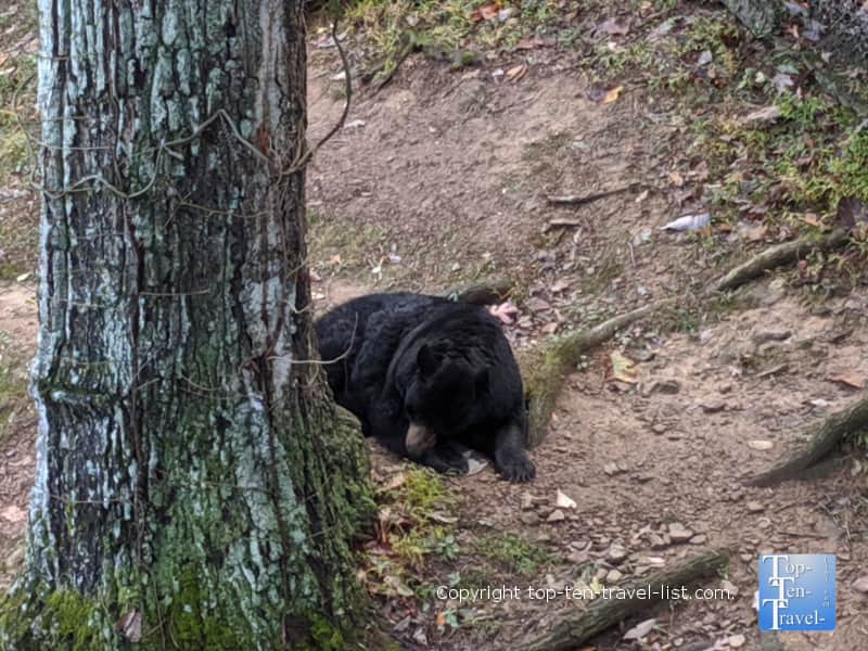 Black Bear at the Western North Carolina Nature Center 