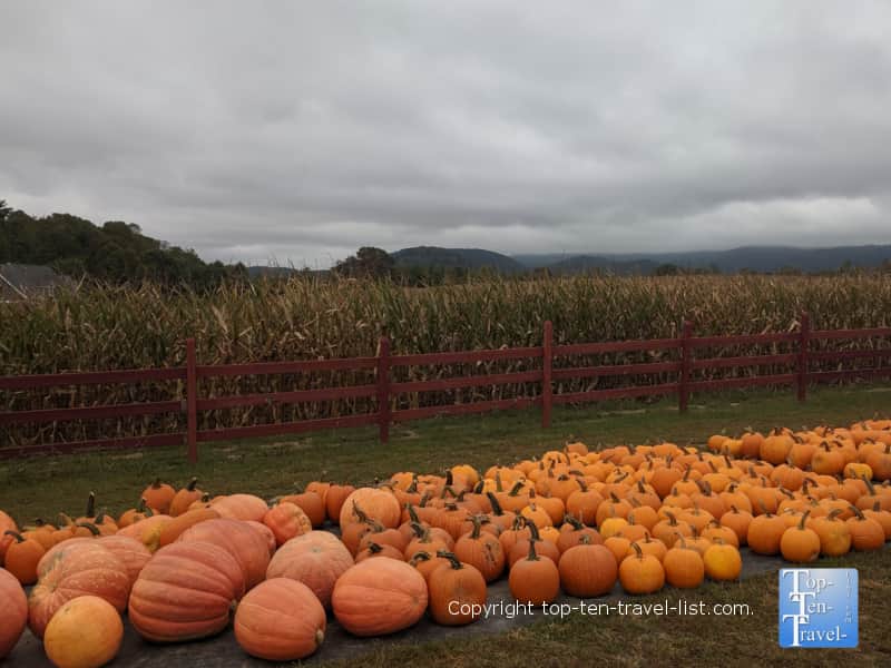 Pumpkin patch at Grandad's Apples in Hendersonville, North Carolina 