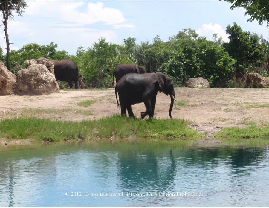 Kilimanjaro safari ride at Disney's Animal Kingdom park 
