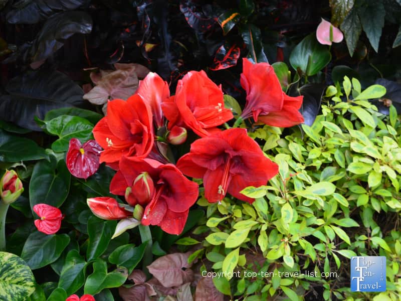 Winter plant life at Longwood Gardens
