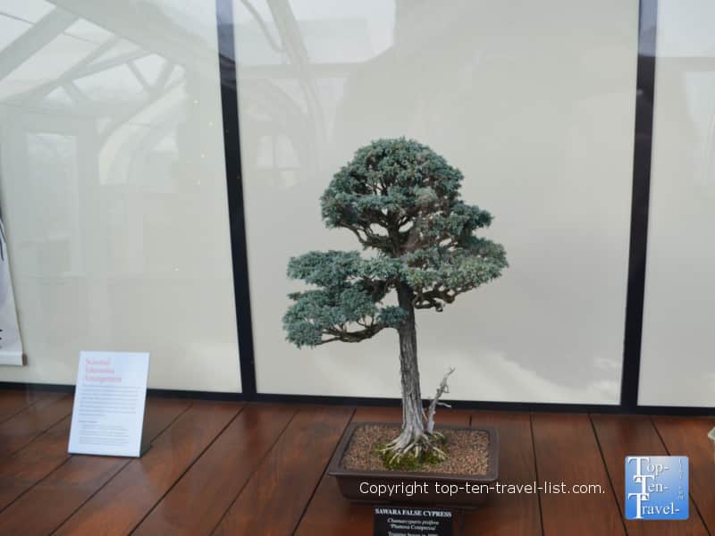 Small bonsai tree at Longwood Gardens