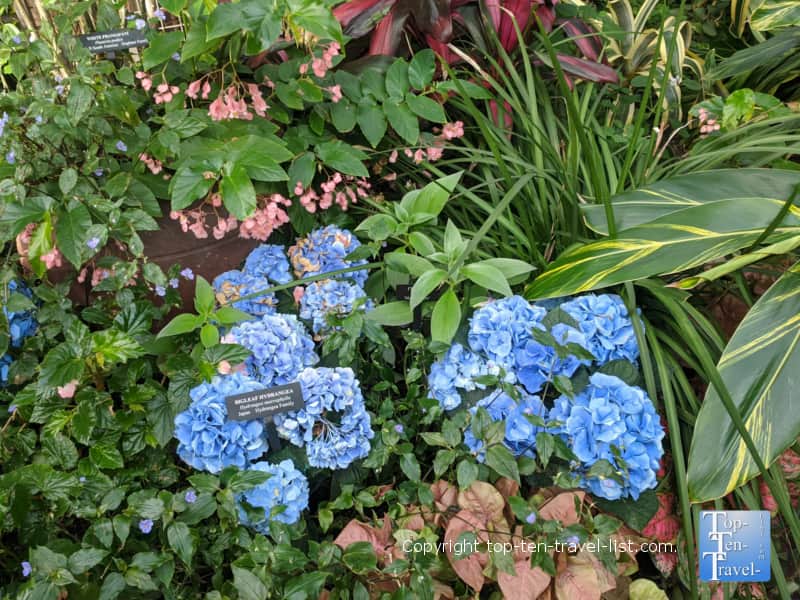 Winter flowers at Longwood Gardens