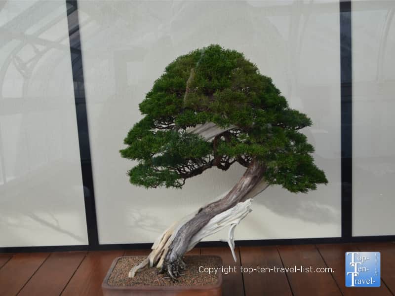 Beautiful bonsai tree at Longwood Gardens