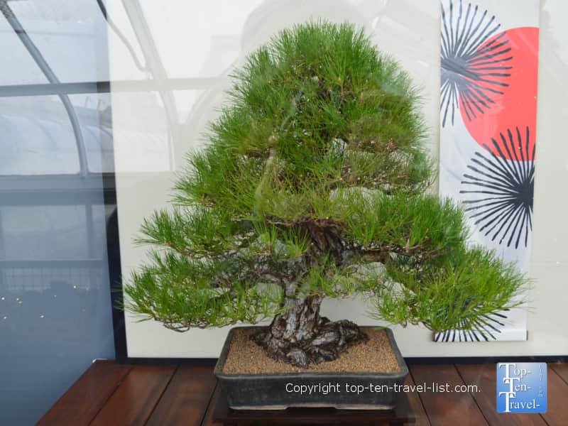 Bonsai at Longwood Gardens