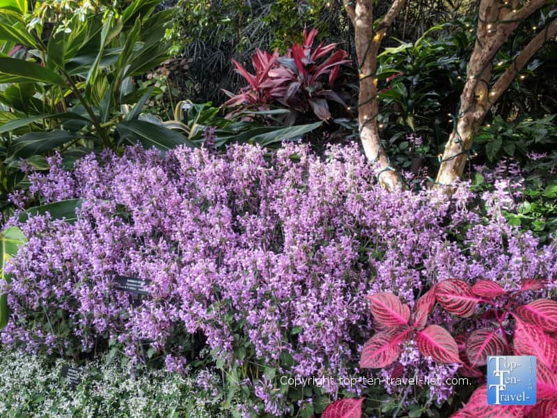 Winter flower display at Longwood Gardens