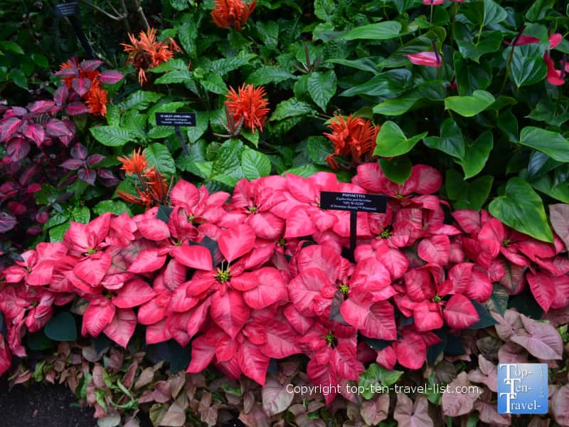 Pink poinsettia at Longwood Gardens in Pennsylvania 