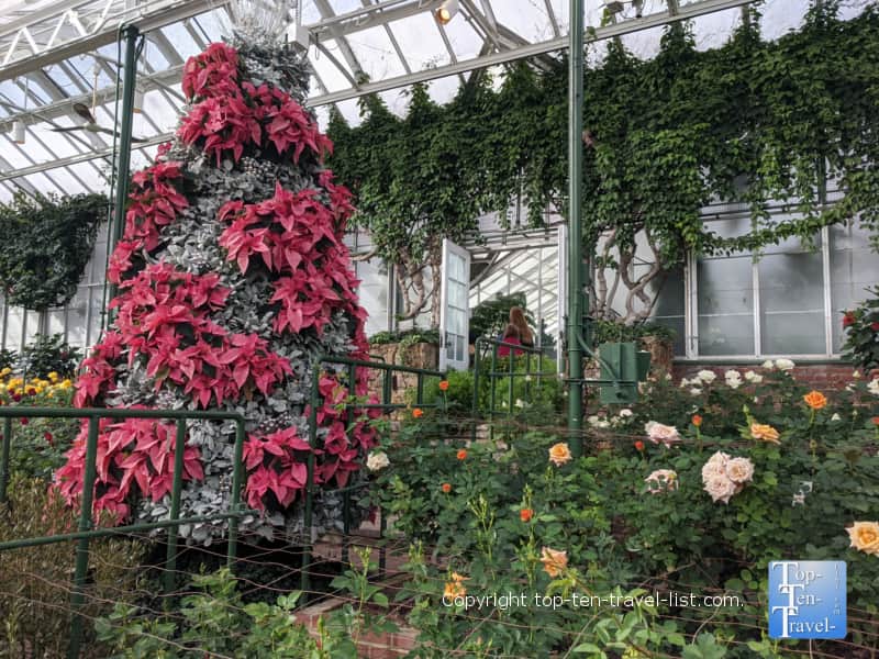 Tree with poinsettia at Longwood Gardens in Pennsylvania 