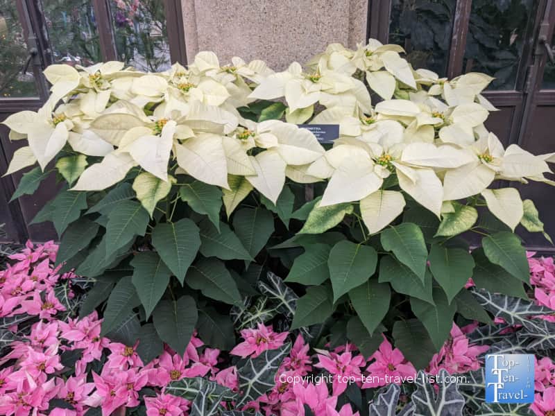 White poinsettia at Longwood Christmas in Pennsylvania