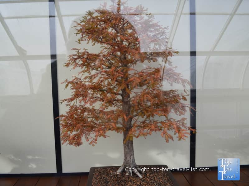 Bonsai tree fall color at Longwood Gardens