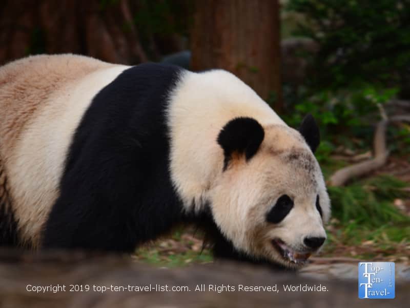 Panda at The National Zoo