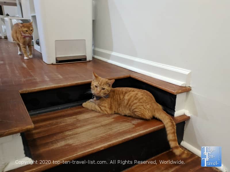 Two gorgeous orange tabbys at the Crumbs and Whiskers Cat Cafe in Washington D.C.