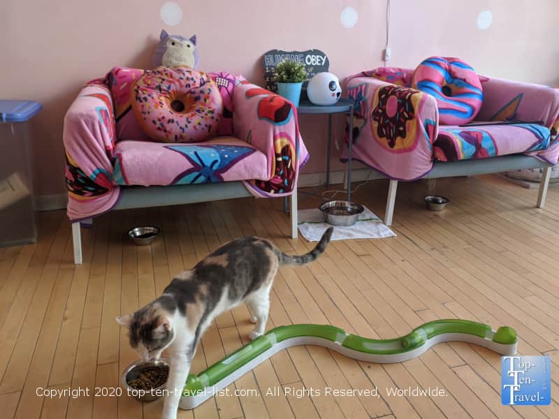 One of many adorable cats available for adoption at Kawaii Kitty Cafe in Philadelphia
