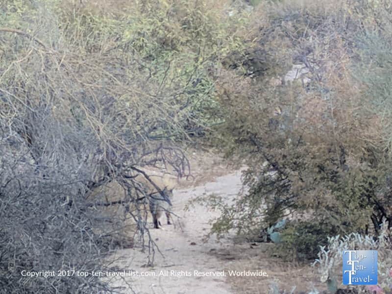 Bobcat sighting on a trail in Tucson, Arizona