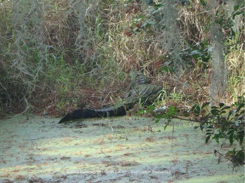 Gator at Circle B. Bar reserve in Orlando