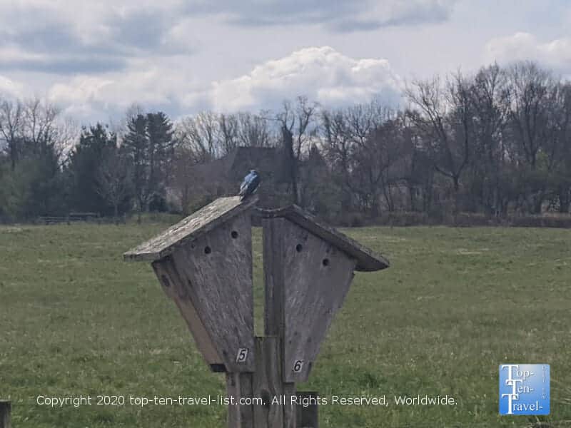 Birdwatching at Dixon Meadow Preserve in Lafayette Hill, Pennsylvania