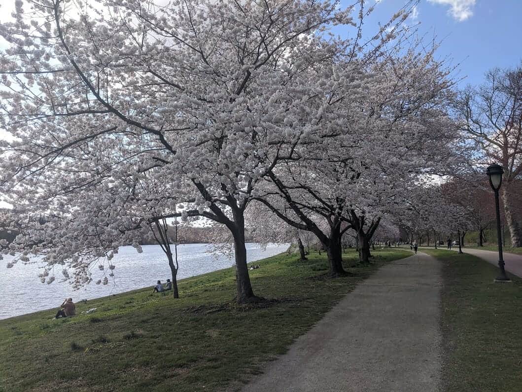 Cherry blossoms lining the Schuylkill River trail in Philadelphia, Pennsylvania