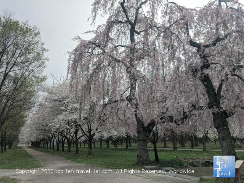 Cherry blossoms in Philadelphia's beautiful Fairmount Park 