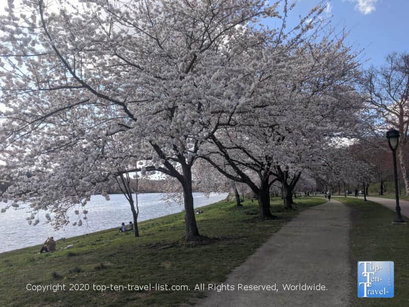 Cherry blossoms lining the beautiful Schuylkill River trail in Philadelphia