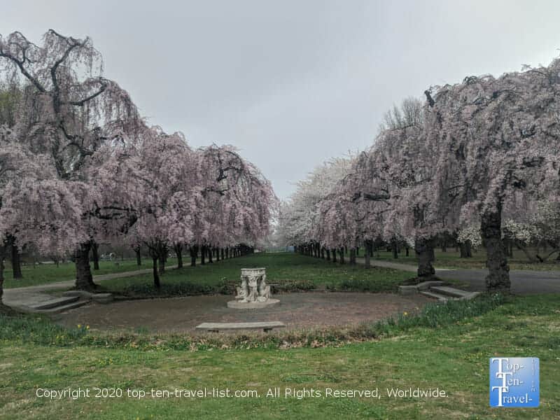 Philly's beautiful Fairmount Park during cherry blossom season
