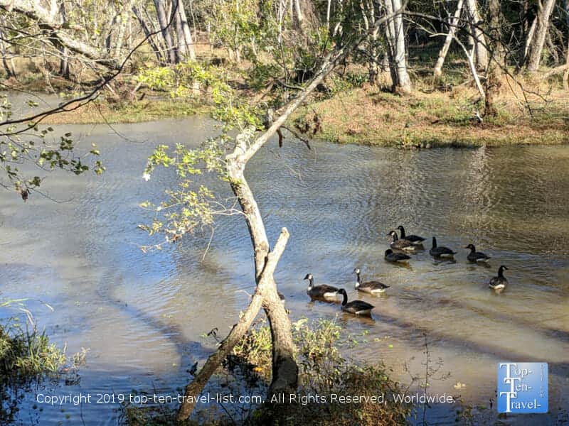 Relaxing nature walk at Lake Conestee Park in Greenville, South Carolina 