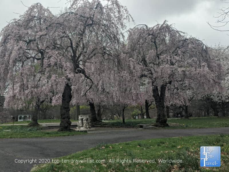 Philly's Fairmount Park during cherry blossom season 