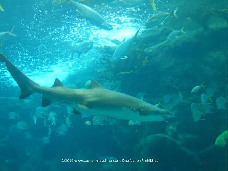 Shark at The Florida Aquarium 