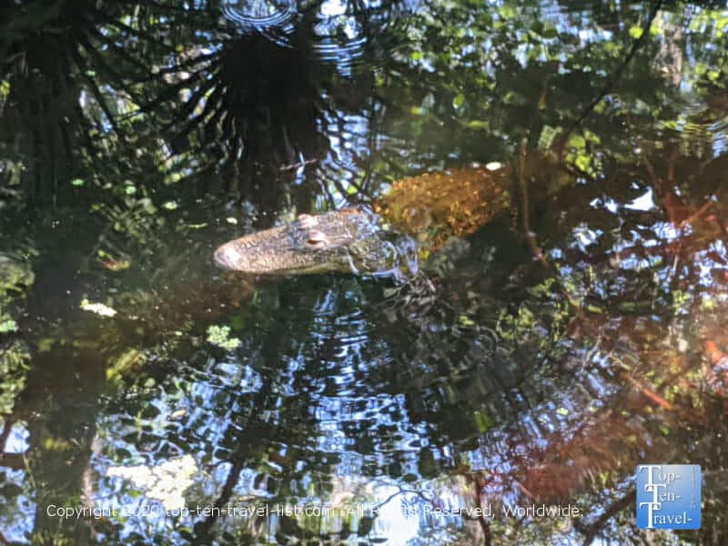 Alligator at Lettuce Lake Park in Tampa