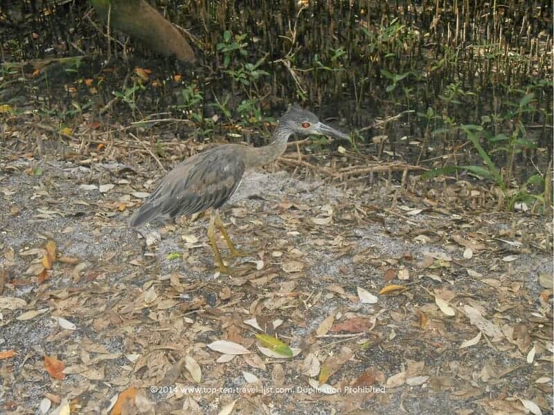 Birdwatching at Weedon Island in St. Pete, Florida