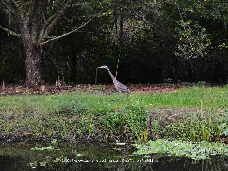 Bird at Sawgrass Lake park 