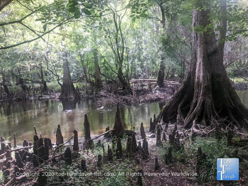Cypress forest at Morris Bridge Park in Tampa, Florida