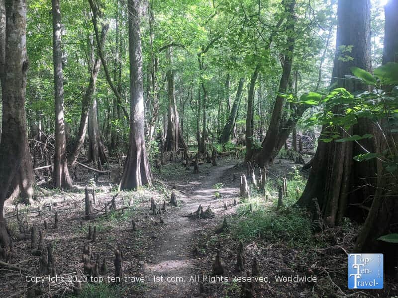 Rustic nature trail at Morris Bridge Park in Tampa, Florida 