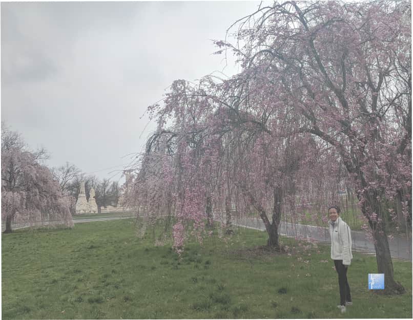 Standing by a cherry blossom tree at Philly's Fairmount Park 