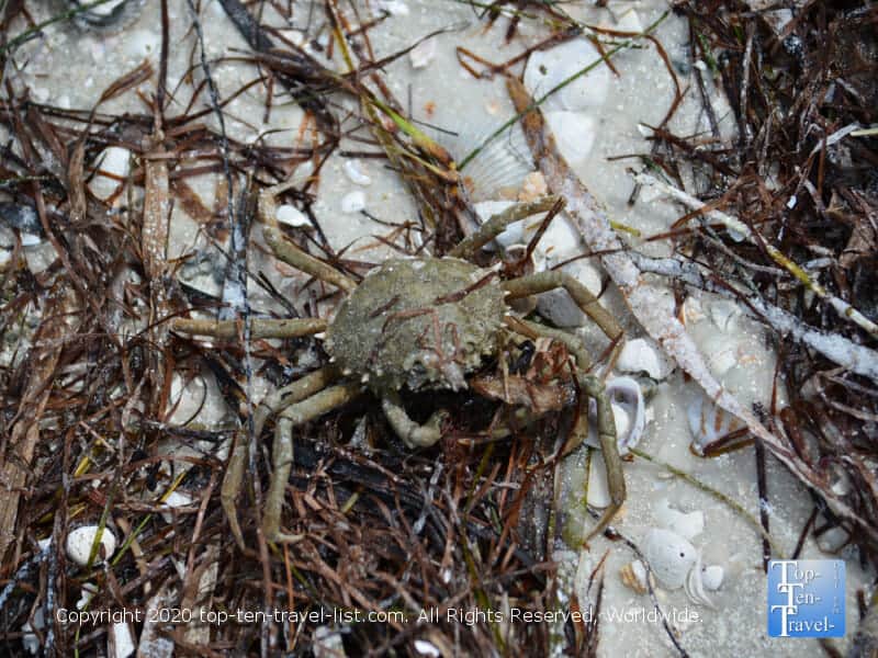 Crab at Anclote Island beach 