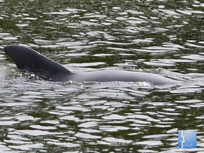 Up close view of a dolphin via the Odyssey Adventure cruise in Tarpon Springs, Florida 