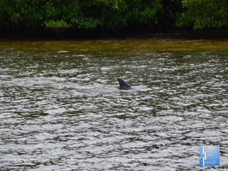 Dolphin sighting from the Odyssey Adventure cruise in Tarpon Springs, Florida 