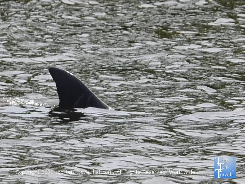 Dolphin sighting along the Odyssey Adventure cruise in Tarpon Springs, Florida 