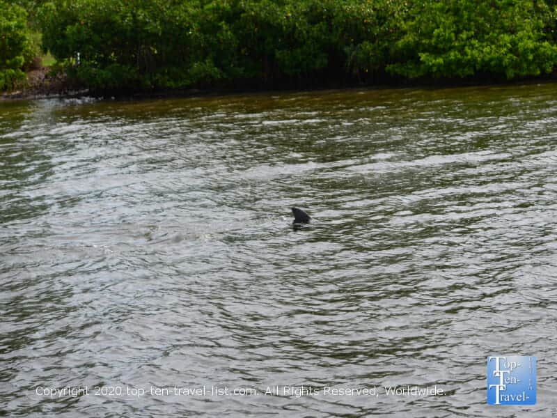 Sighting of a dolphin aboard the Odyssey Adventure cruise in Tarpon Springs, Florida 